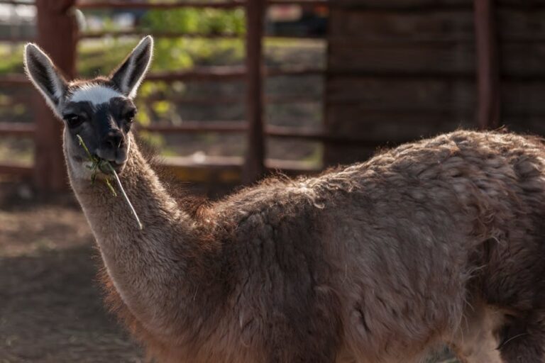 Seven llamas culled after TB outbreak with 27 more in isolation
