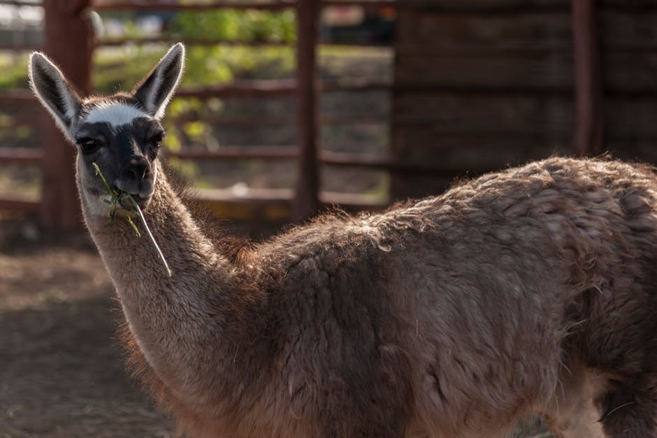 Seven llamas culled after TB outbreak with 27 more in isolation
