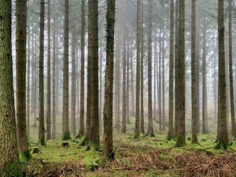 Forest of Dean suspicions over Unesco biosphere bid could be allayed if ancient right is re-confirmed