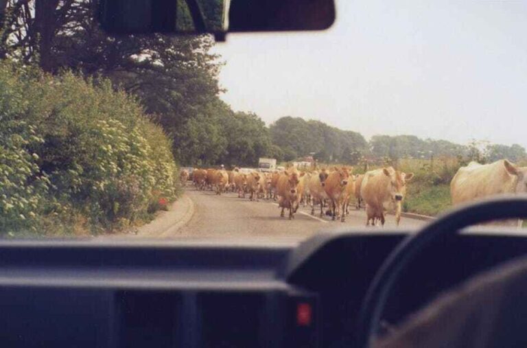 No plans to cull Gloucester's cattle, city council says