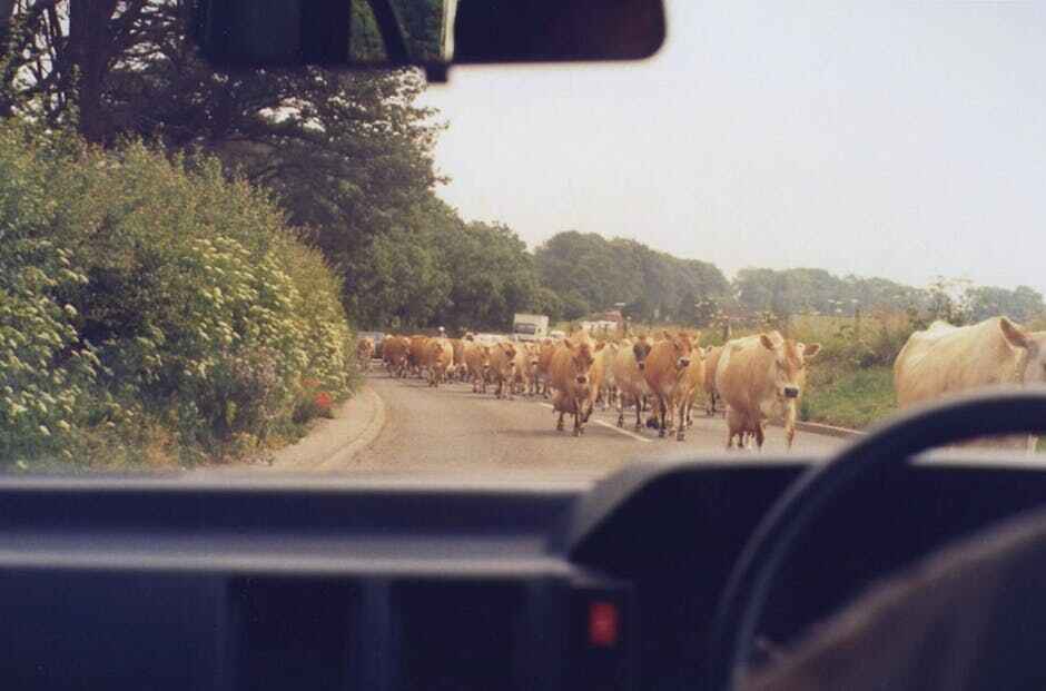 No plans to cull Gloucester's cattle, city council says