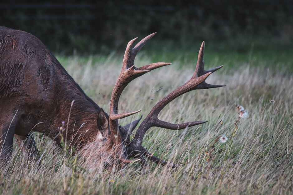 Cheltenham-raised sculptor named Wildlife Artist of the Year 2026 finalist