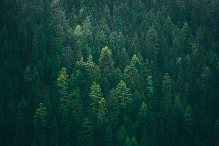 Forest flourishes in new business probe