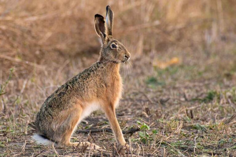 Five accused of hare coursing in Cheltenham area