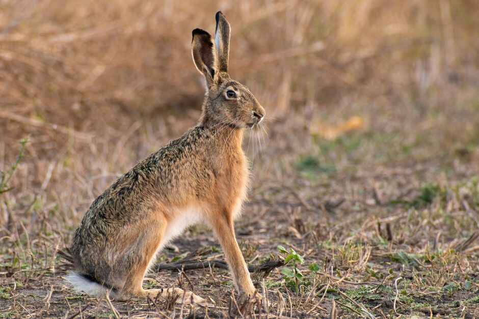 Five accused of hare coursing in Cheltenham area