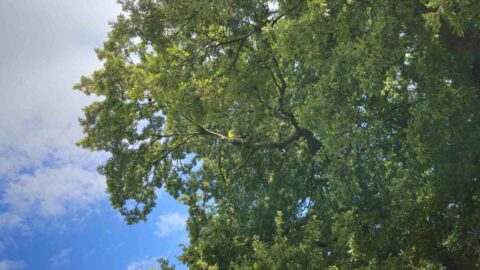 Image of Tree climbing