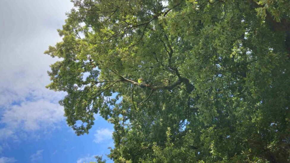 Image of Tree climbing